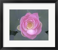 Framed Blushing Lotus I