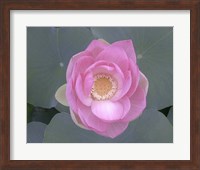 Framed Blushing Lotus I