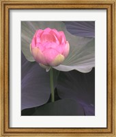 Framed Blushing Lotus II