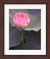 Framed Blushing Lotus II