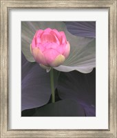 Framed Blushing Lotus II