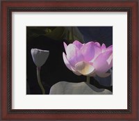 Framed Blushing Lotus III