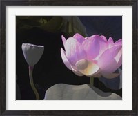 Framed Blushing Lotus III