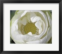 Framed Delicate Lotus I