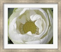 Framed Delicate Lotus I
