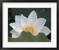 Framed Delicate Lotus III