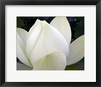 Framed Delicate Lotus IV