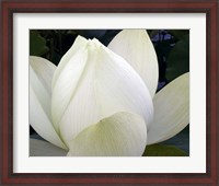 Framed Delicate Lotus IV