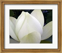 Framed Delicate Lotus IV