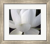 Framed Delicate Lotus V