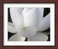 Framed Delicate Lotus V