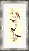 Framed Gould Bird Panel I
