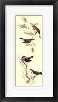 Framed Gould Bird Panel I