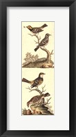 Framed Crackled Edwards Bird Panel II