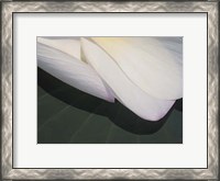 Framed Lotus Detail II
