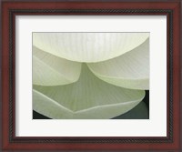 Framed Lotus Detail V