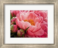 Framed Coral Peonies I