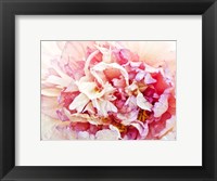 Framed Monet's Peony I