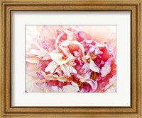 Framed Monet's Peony I