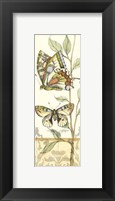 Framed Small Tandem Butterflies IV