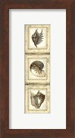 Framed Small Rustic Shell Panel II