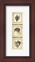 Framed Small Rustic Shell Panel II