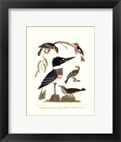 Framed Small Antique Kingfisher I
