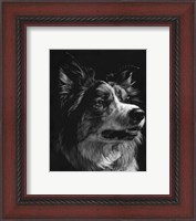 Framed Canine Scratchboard IV