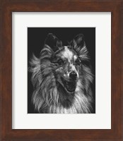 Framed Canine Scratchboard VIII