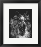 Framed Canine Scratchboard VIII