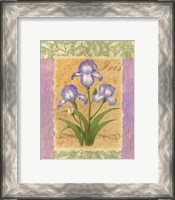Framed Sweet Iris