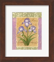 Framed Sweet Iris