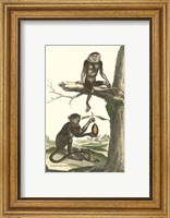 Framed Macaque and Douc Monkeys