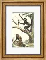 Framed Coaita and Sajou Monkeys