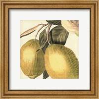 Framed Graphic Lemon