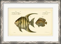 Framed Antique Fish VI