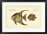 Framed Antique Fish VI