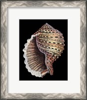 Framed Treasures of the Sea IV