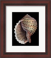 Framed Treasures of the Sea IV