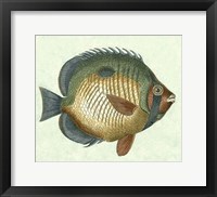 Butterfly Fish I Framed Print