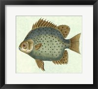 Framed Butterfly Fish II