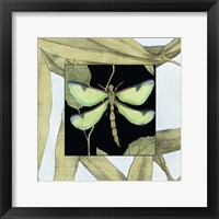 Framed Dragonfly Inset IV