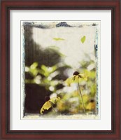 Framed Blackeyed Susans III