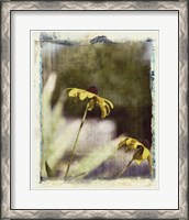 Framed Blackeyed Susans IV