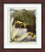 Framed Blackeyed Susans IV