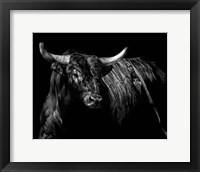 Framed Brindle Rodeo Bull