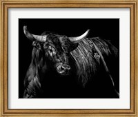Framed Brindle Rodeo Bull