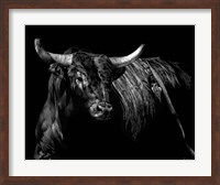 Framed Brindle Rodeo Bull
