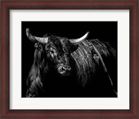 Framed Brindle Rodeo Bull