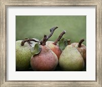 Framed Comice Pears I